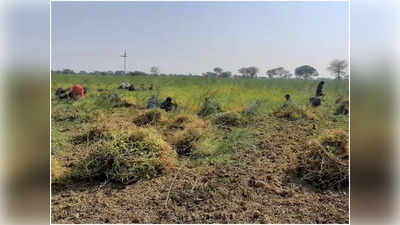 Hamirpur News: हमीरपुर में किसानों का परंपरागत खेती से हुआ मोहभंग, भाव और मांग से बदल रहा किसानी का ट्रेंड