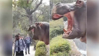 बाड़े से बाहर भागना चाहता था दरियाई घोड़ा, खा जाता सिक्योरिटी गार्ड का हाथ, बिना डरे उसने निभाया फर्ज