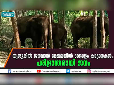 തൃശൂരില്‍ ജനവാസ മേഖലയില്‍ 30ഓളം കാട്ടാനകള്‍; പരിഭ്രാന്തരായി ജനം