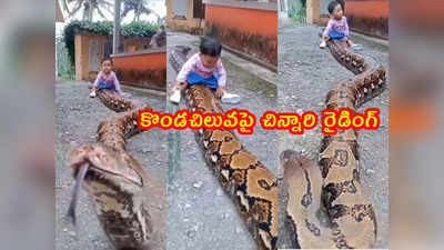 video: వామ్మో.. కొండచిలువపై చిన్నారి రైడింగ్.. ఏంది సామీ ఇదీ..!