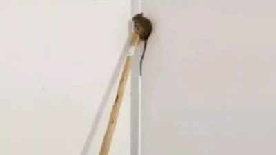 बिल्ली से बचने के लिए चूहे ने जो किया, उसे 1 करोड़ से अधिक बार देखा गया