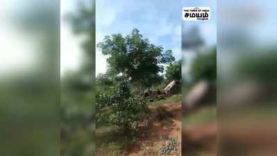 முருகன் பாட்டுக்கு மயில் நடனம்; வைரலாகும் வீடியோ!