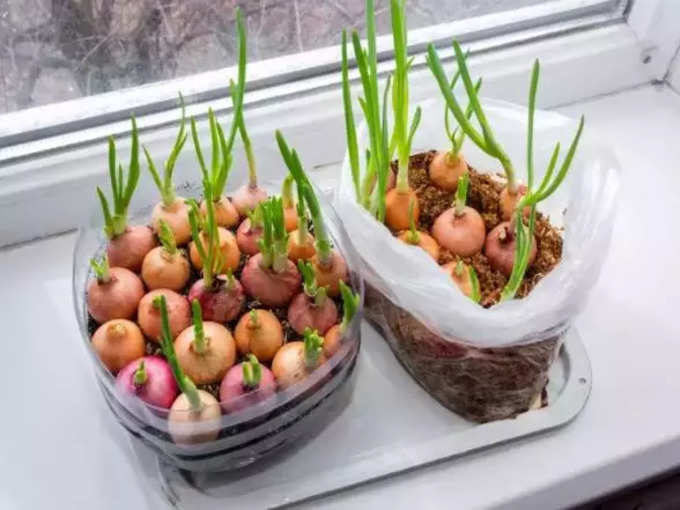 ​অঙ্কুরিত পেঁয়াজ (Sprouts Onion) খাওয়া কি নিরাপদ?