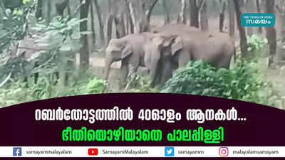 റബര്‍തോട്ടത്തില്‍ 40ഓളം ആനകള്‍... ഭീതിയൊഴിയാതെ പാലപ്പിള്ളി