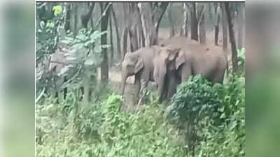 തിരിച്ചുപോകില്ലെന്ന വാശിയില്‍ ആനക്കൂട്ടം; പഠിച്ചപണി പതിനെട്ടും പയറ്റി വനംവകുപ്പ് , ഭീതിയൊഴിയാതെ പാലപ്പിള്ളി, വീഡിയോ