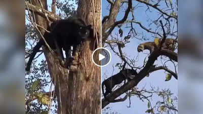 Tendue Ki Ladai Ka Video: तेंदुए से लड़ने पेड़ पर चढ़ा ब्लैक पैंथर, आगे जो हुआ उस पर यकीन नहीं होगा!