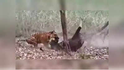 Video: मित्रानं खुपसला पाठीत खंजीर; वाचवायचं सोडून ढकलंलं वाघाच्या जबड्यात