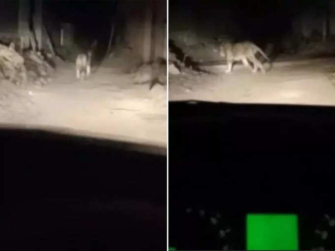 car driver chases harasses lion