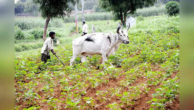 શું છે ખેડૂતોની સહાયતા માટે શરૂ થયેલી Mukhyamantri Kisan Sahay Yojanaની વિશેષ ખાસિયત