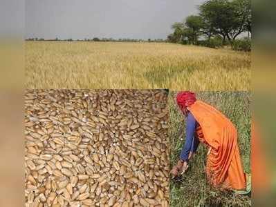 Hamirpur News : कुपोषण के लिए रामबाण है बुन्देलखंड का कठिया गेहूं, खेती करने में तगड़ा मुनाफा
