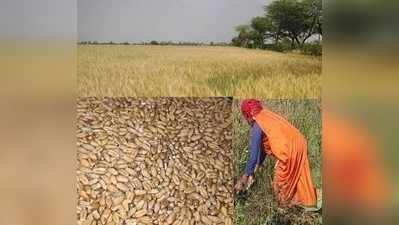 Hamirpur News : कुपोषण के लिए रामबाण है बुन्देलखंड का कठिया गेहूं, खेती करने में तगड़ा मुनाफा