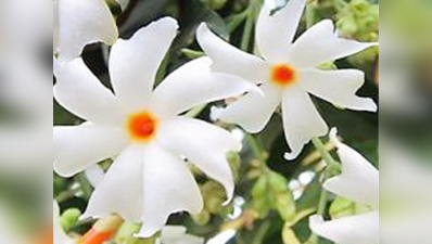 Harsingar Flower Benefits चमत्‍कारी है यह फूल, छूने मात्र से दूर हो जाती है थकान, घर में जरूर लगाना चाह‍िए इसे
