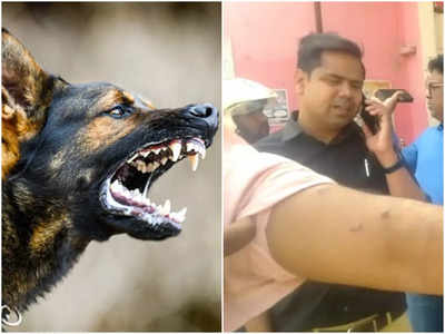 Mirzapur News: बिजली विभाग की टीम पर दबंगो ने छोड़ा खूंखार कुत्ता, जेई समेत कई घायल