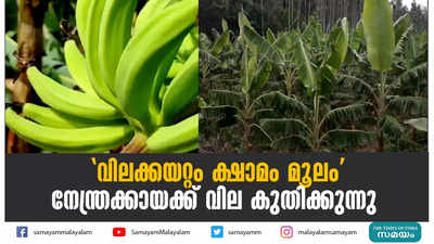 വിലക്കയറ്റം ക്ഷാമം മൂലം; നേന്ത്രക്കായക്ക് വില കുതിക്കുന്നു