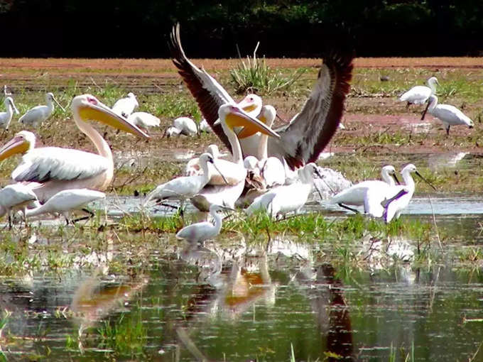 दिल्ली के पास भरतपुर पक्षी अभयारण्य - Bharatpur Bird Sanctuary near Delhi in Hindi