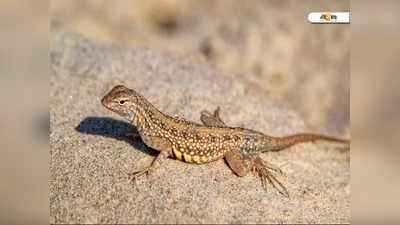 Best Lizard Repellent: টিকটিকির উপদ্রব বেড়েছে, সরাবেন কী ভাবে? রইল কৌশল...