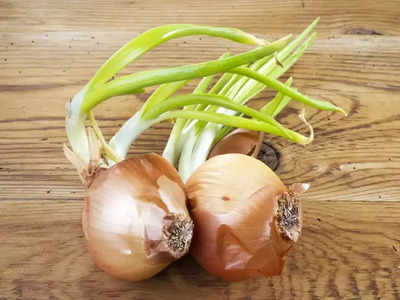 Onion Benefits: ડુંગળીને કાચી નહીં અંકુરિત કરીને ખાઓ, શરીરના ઝેરીલા પદાર્થો બહાર આવશે, સ્વાસ્થ્ય માટે થશે આ 5 ફાયદા 