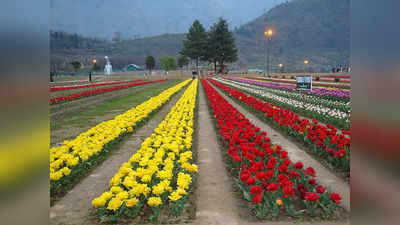 15 लाख ट्यूलिप से गुलजार हुआ एशिया का सबसे बड़ा गार्डन, फूलों की 60 किस्में कर रही हैं सैलानियों का इंतजार