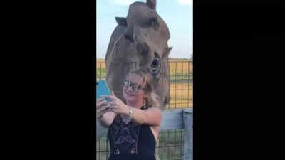 Selfie With Camel: ಒಂಟೆಯ ಪಕ್ಕದಲ್ಲಿ ಮಹಿಳೆಯ ಸೆಲ್ಫಿ: ಮತ್ತೆ ಆಗಿದ್ದೇ ಬೇರೆ!: ನಕ್ಕು ಸುಸ್ತಾದ ನೆಟ್ಟಿಗರು