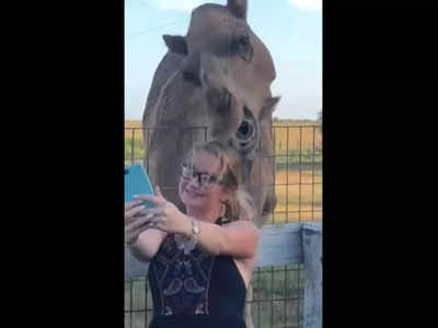 Selfie With Camel: ಒಂಟೆಯ ಪಕ್ಕದಲ್ಲಿ ಮಹಿಳೆಯ ಸೆಲ್ಫಿ: ಮತ್ತೆ ಆಗಿದ್ದೇ ಬೇರೆ!: ನಕ್ಕು ಸುಸ್ತಾದ ನೆಟ್ಟಿಗರು