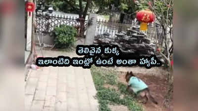 video: తెలివైన కుక్క.. ఇలాంటిది ఇంట్లో ఉంటే అంతా హ్యాపీ..