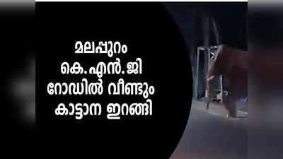 കെഎൻജി റോഡിൽ വീണ്ടും കാട്ടാന ഇറങ്ങി; ഭീതിയില്‍ പ്രദേശവാസികള്‍, വീഡിയോ