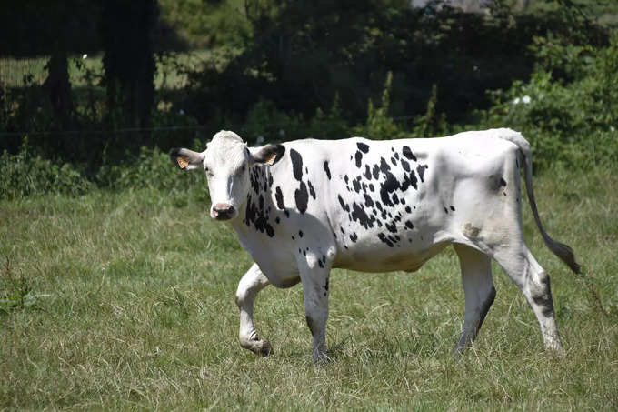 ​ಗುರುವಿಗೆ ಸಂಬಂಧಿಸಿದ ತೊಂದರೆಗಳಿಗೆ