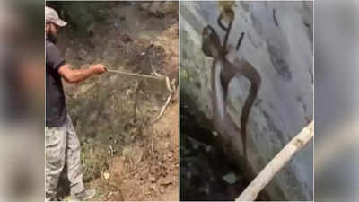 Video: विहिरीत पडला होता किंग कोब्रा; व्यक्तीने स्वत:चा जीव धोक्यात घालून वाचवले प्राण