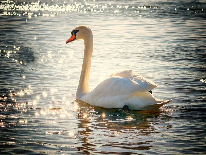 नोएडा के पास सूरजपुर बर्ड सेंचुरी - Surajpur Bird Sanctuary near Noida in Hindi