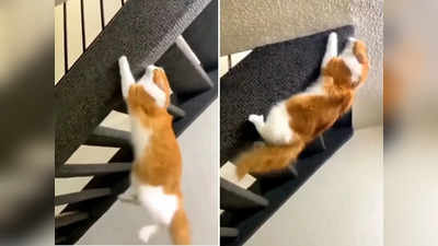Viral Video: बिल्ली ने ग्रेविटी को दिया चकमा, लोग बोले- ये है स्पाइडरकैट