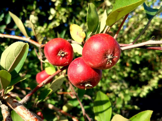 The Hawthorn tree (May 13 - June 9)