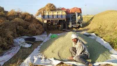 Green Valley Peas: बुंदेलखंड में ग्रीनवेली मटर की खेती ने किसानों को दिया बड़ा झटका, 30 दिन में ही बाजार में मटर में आई मंदी