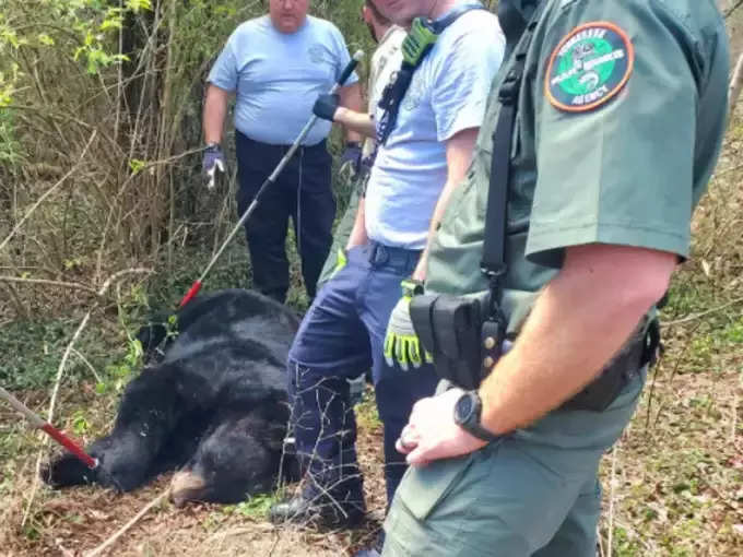 हे अस्वल आलं कुठून?