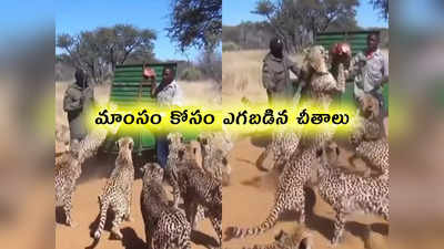 video: మాంసం కోసం ఎగబడిన చీతాలు.. సరిగ్గా అప్పుడే ఏమైందంటే..