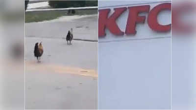 KFC के बाहर मस्ती से टहल रहे थे चिकन, 15 सेकंड के वीडियो को 90 लाख लोगों ने देखा