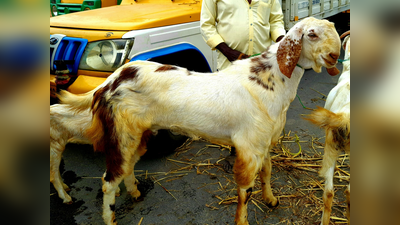 திருப்பூர்‌: குன்னத்தூர் வாரசந்தை... 24 ஆயிரத்திற்கு விற்ற வெள்ளாடு!