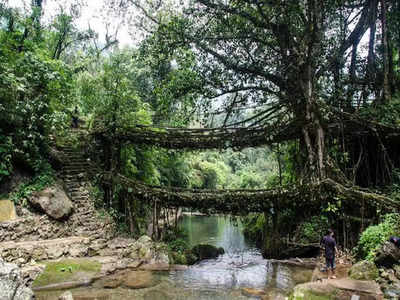মেঘালয়ের root bridge এবার জায়গা পেতে চলেছে UNESCO-র  বিশ্ব ঐতিহ্যশালী স্থানের তালিকায়