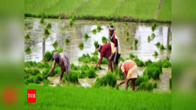 अपनी फसल का चाहते हैं बढ़िया दाम तो मुख्यमंत्री कृषक समृद्धि योजना में कराएं रजिस्ट्रेशन, यह है प्रोसेस