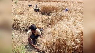 MP Bhawantar Bhugtan Yojana: किसानों के लिए फसलों से आय बढ़ाती है यह योजना, जानिए कैसे उठाएं इसका फायदा