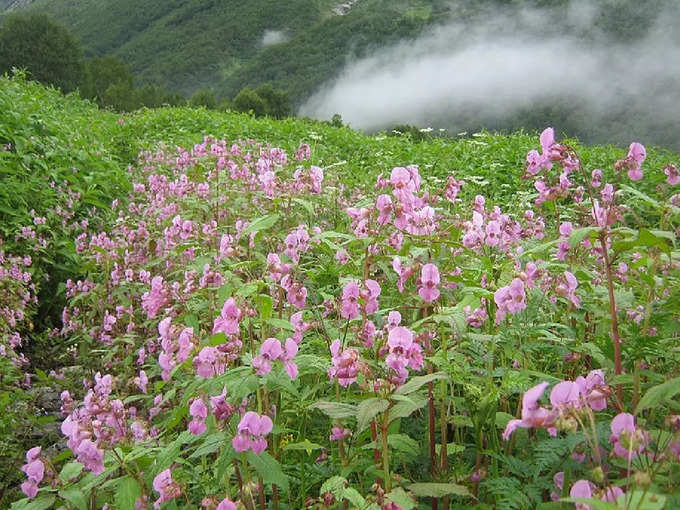 ಟ್ರೆಕ್ಕಿಂಗ್‌ ಮಾಡಬಹುದು