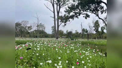 MP नारकोटिक्स टीम की बड़ी कार्रवाई, अरुणाचल प्रदेश में 14 हजार बीघा में फैली अफीम की खेती को किया नष्‍ट