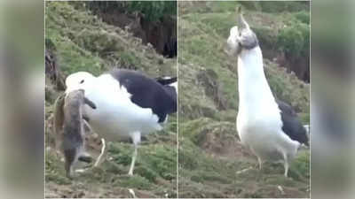 Shocking Video: पक्षानं आधी सशाला काढलं बिळाबाहेर, अन् मग एका झटक्यात टाकलं गिळून