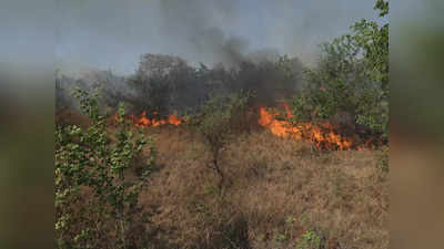 hiware bazar forest fire : आदर्श गाव हिवरेबाजारमध्ये जंगलाला आग, पद्मश्री पोपटराव पवार बोलले...