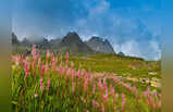 उत्तराखंड की इस घाटी में उगते हैं 500 से अधिक फूल, गर्मियों में सैलानियों को जन्नत का दीदार करा देती है ये जगह