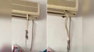 Shocking Video: AC के अंदर से निकला सांप, चूहे को मारा और फिर वापस घुस गया!