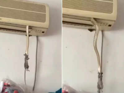Shocking Video: AC के अंदर से निकला सांप, चूहे को मारा और फिर वापस घुस गया!
