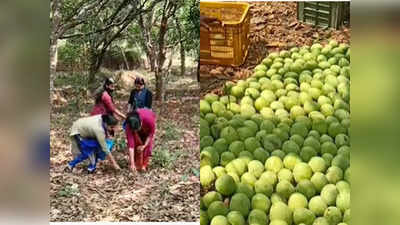 Kannur: മാമ്പഴത്തെക്കാൾ വില മാവിലയ്ക്ക്!! കോളടിച്ച് കുറ്റ്യാട്ടൂരിലെ കർഷകർ