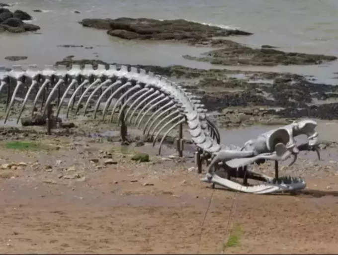 titanoboa