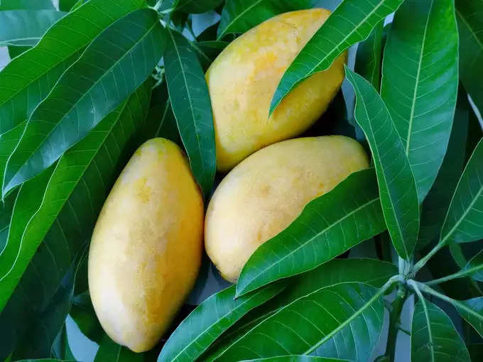 आंब्यातील पोषक तत्व (mango nutritional value)