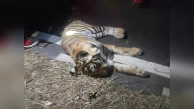 Seoni News : तेज रफ्तार वाहन ने बाघ को मारी टक्‍कर, मौके पर हुई मौत